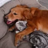 HOOPET-Kutyafekhely, kutyaágy kávébarna színben S méretben (DOG-BED-61058-COFFEE-S) thumbnail